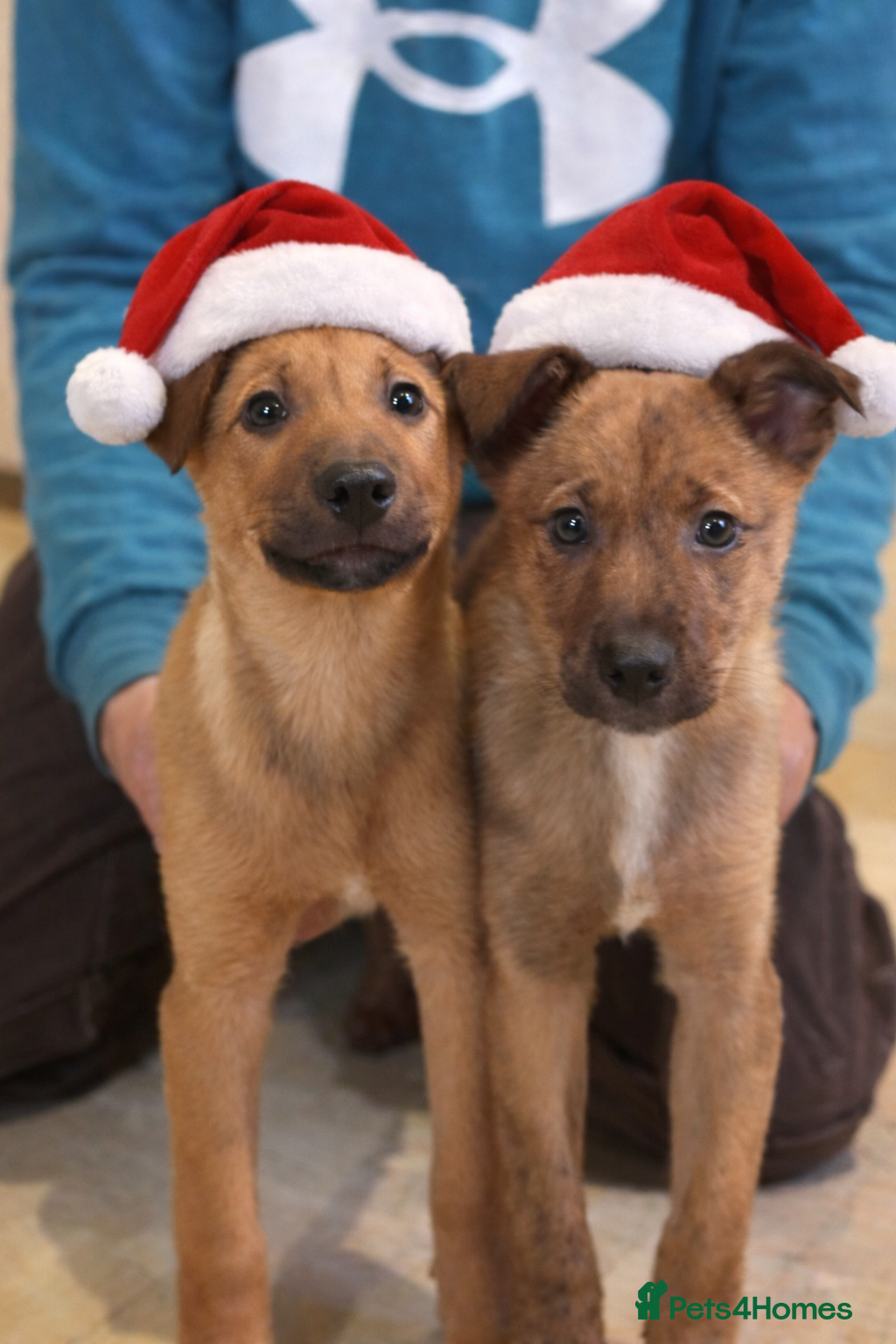 Mixed Breed dogs Kelpie x Collie puppies - Advert 6