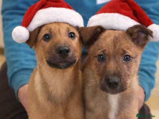 Mixed Breed dogs Kelpie x Collie puppies - Advert 6