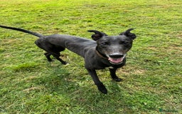 Greyhound dogs for sale: Caesar 💙 - Image 1