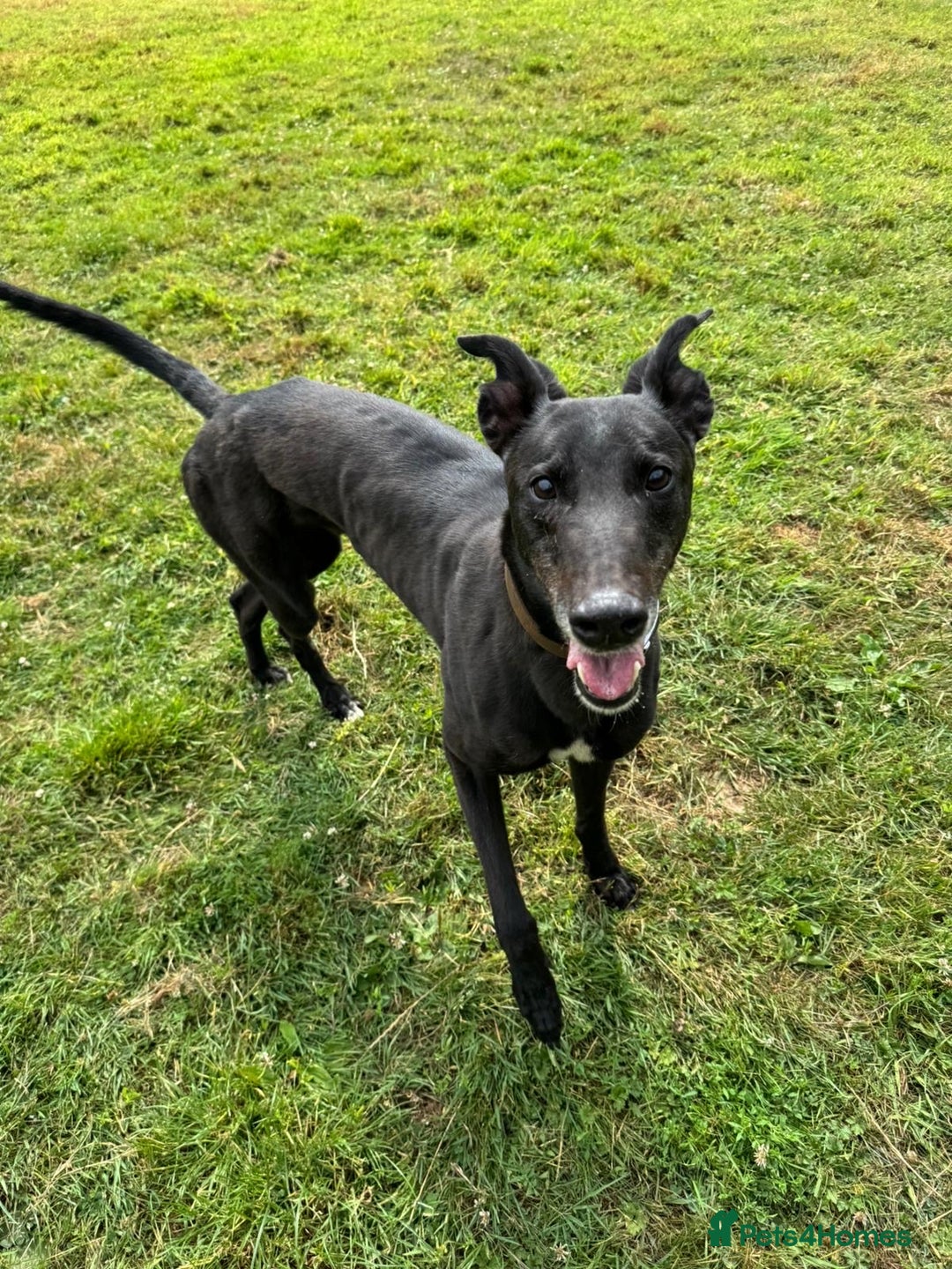 Greyhound dogs for sale: Caesar 💙 - Image 1