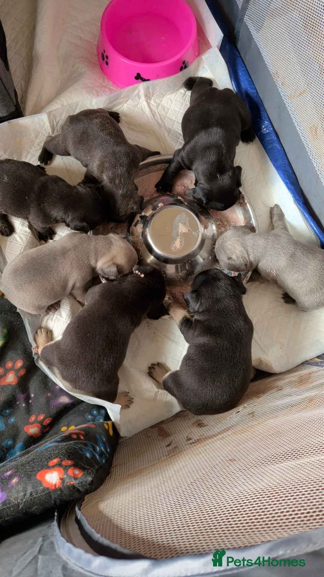 French Bulldog dogs for sale: FRENCH BULLDOG PUPS LOOKING FOR FOREVER HOMES 🐾 - Advert 1