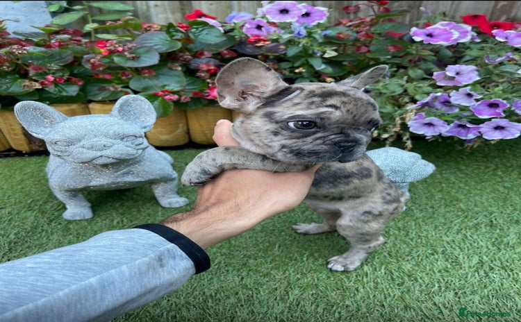 French Bulldog dogs - Advert 5
