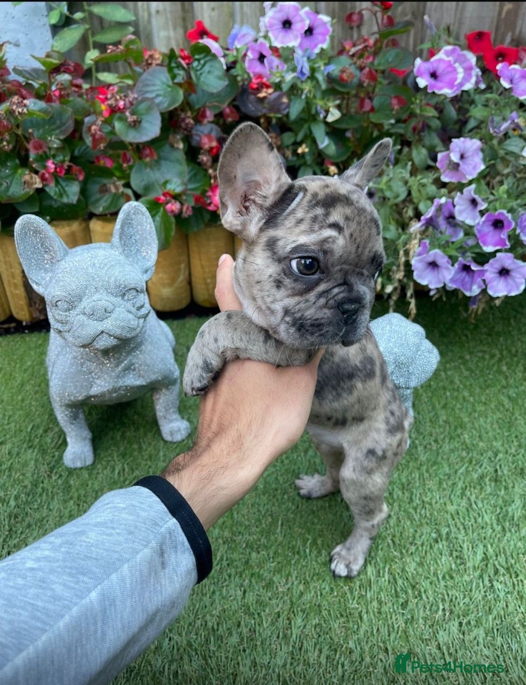 French Bulldog dogs for sale: Merle French Bulldog  - Image 1
