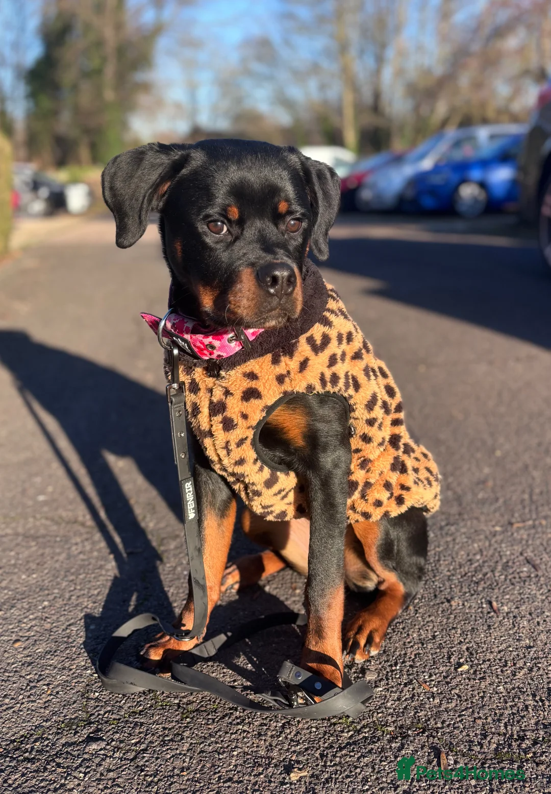 Rottweiler dogs for sale: 10 month old female Rottweiler in Longfield - Advert 5