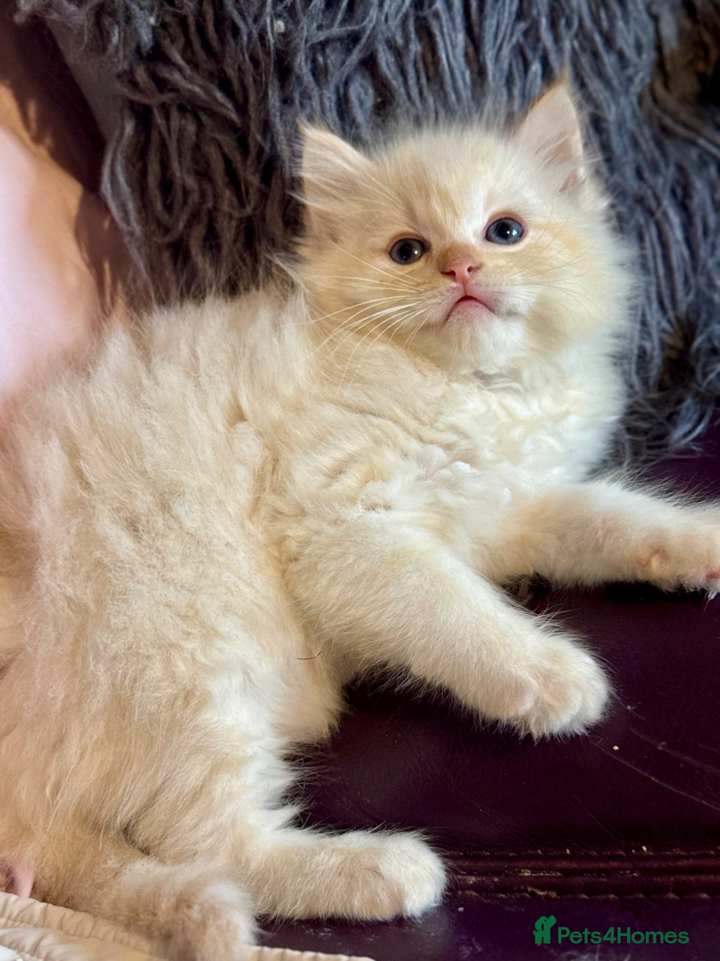 Ragdoll cats TICA Reg Rare Cherubim Ragdolls - Advert 2