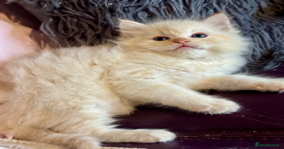 Ragdoll Kittens for sale | Pets4Homes