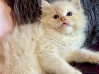 Ragdoll cats TICA Reg Rare Cherubim Ragdolls - Advert 2