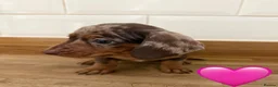 Miniature Dachshund dogs for sale: Beautiful Dapples 5 Star Licensed 5 Star reviews  - Advert 12