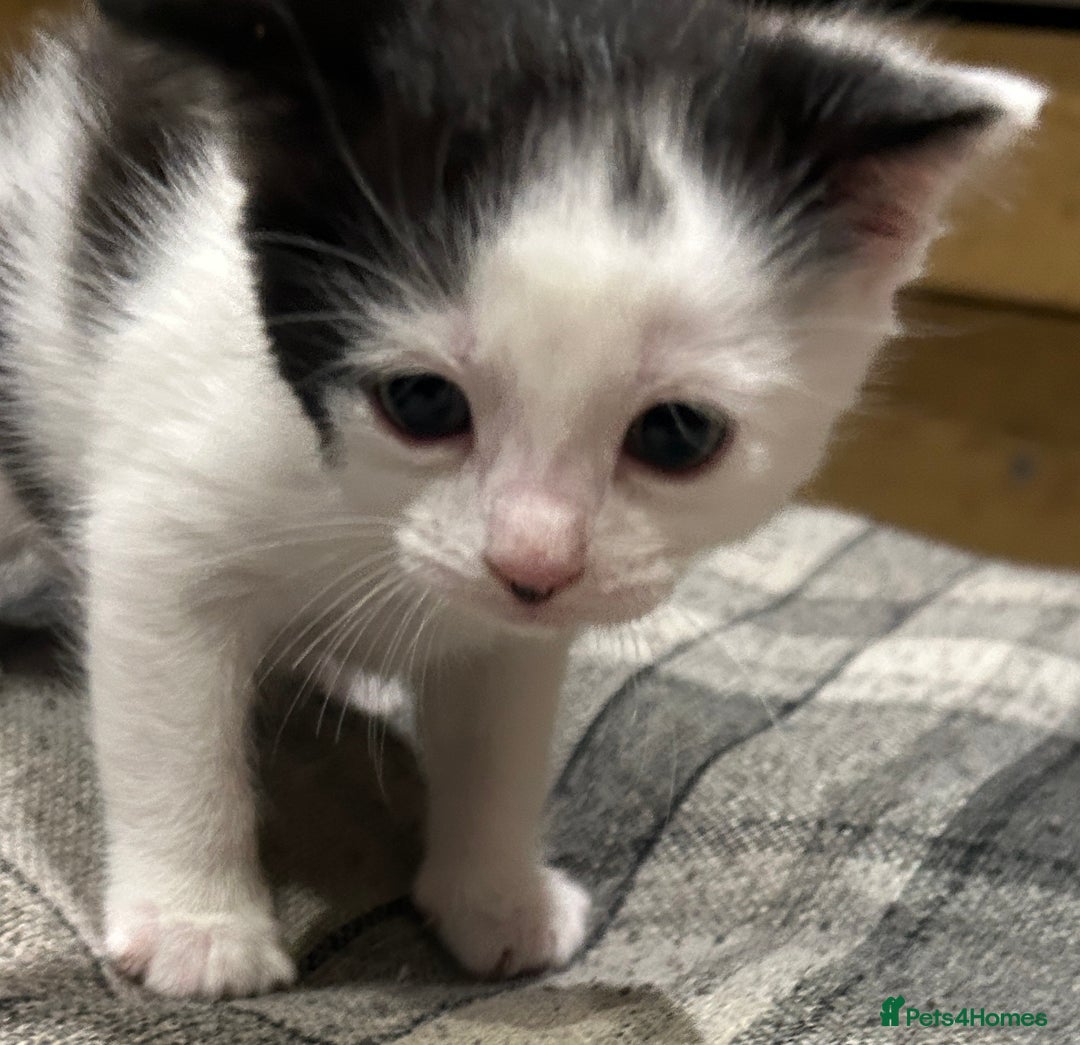 Mixed Breed cats for sale: Little boy kitten - Advert 1