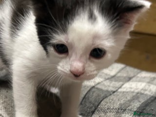 Mixed Breed cats Little boy kitten - Advert 1