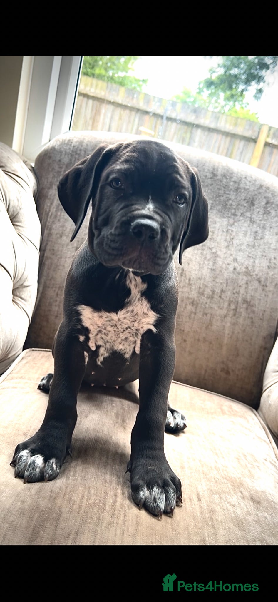 Cane Corso dogs Cane Corso Puppies – Lion Crown Kennel - Advert 20