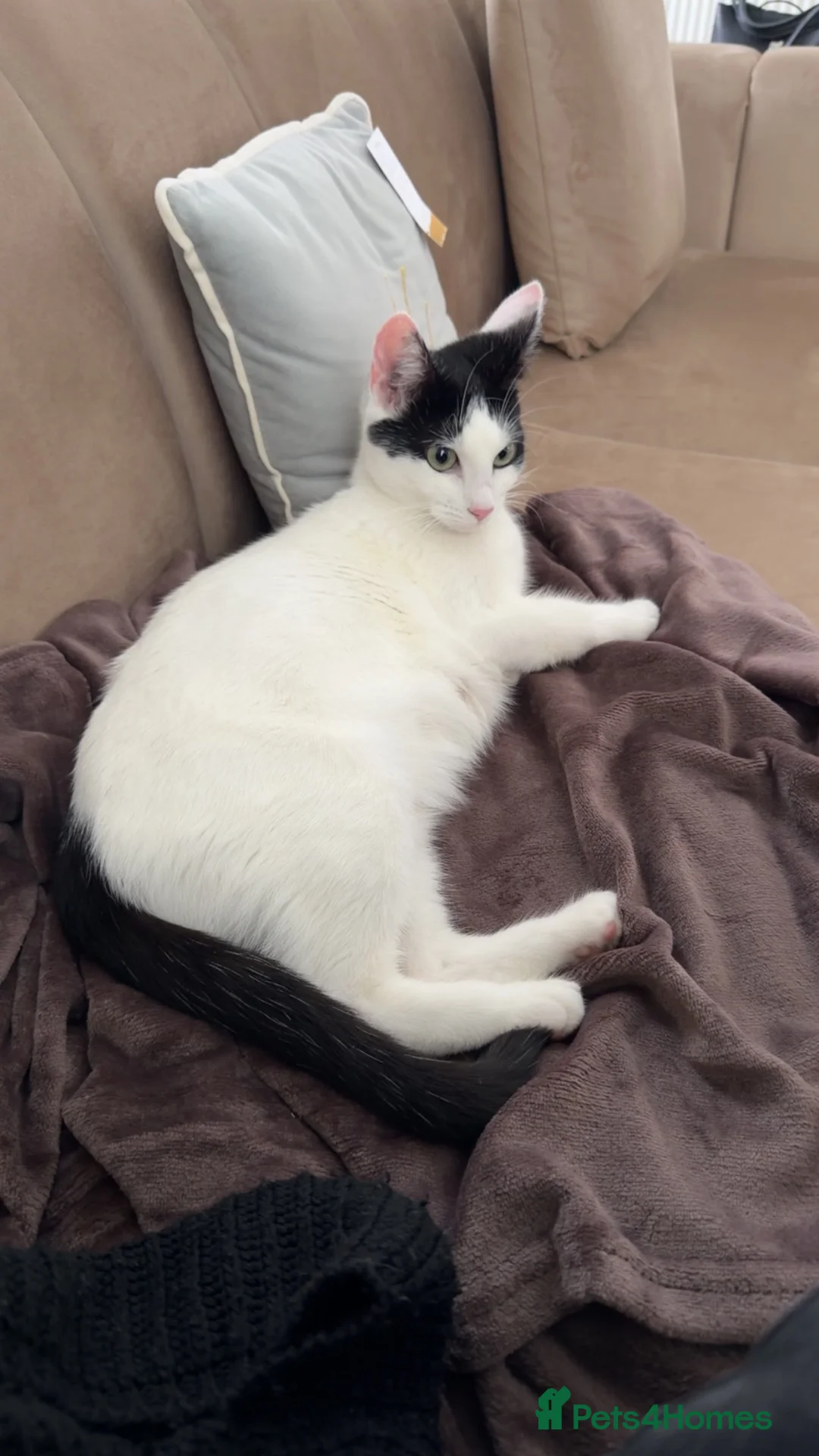 Domestic Shorthair cats for sale: Black and white kittens in Preston - Advert 6