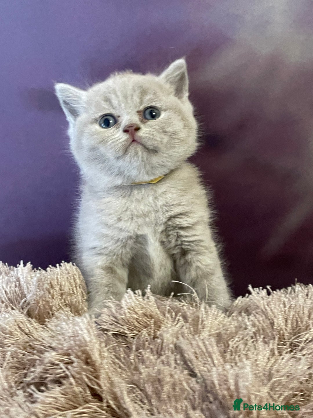 British Shorthair cats for sale: Champion Sired GCCF British Shorthair Kittens - Image 4