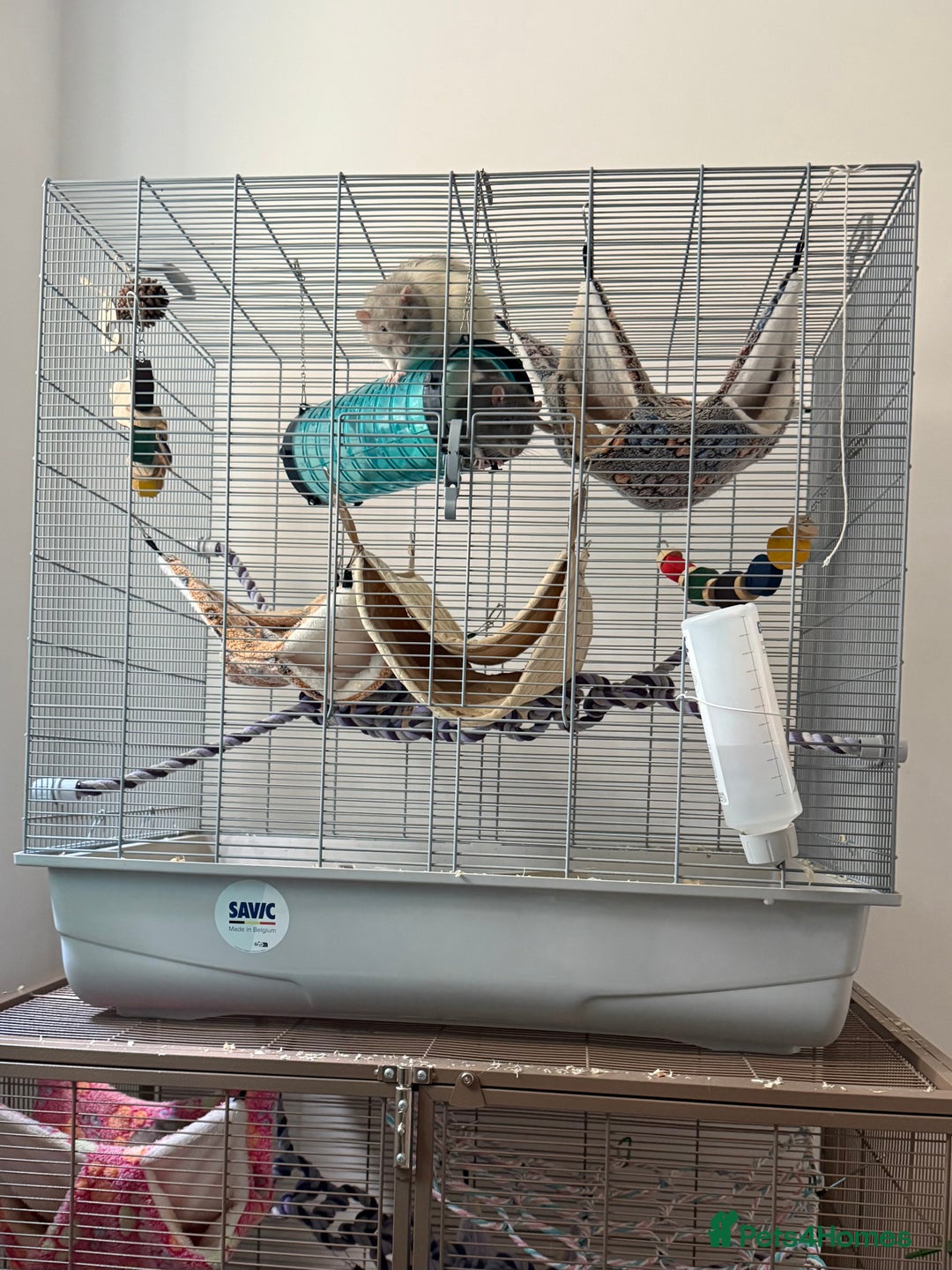 Rat rodents for sale: 2 male rats with cage  - Image 3