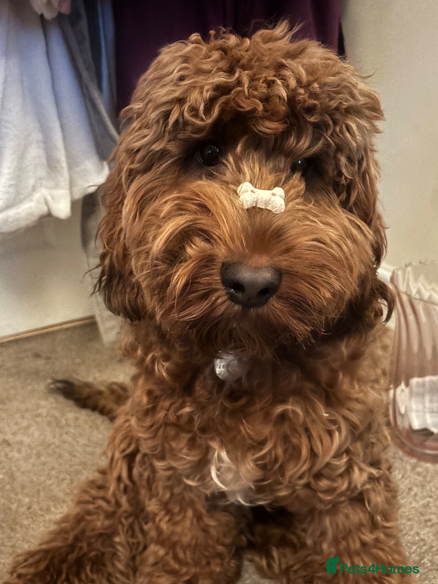 Cockapoo dogs Woody - cockapoo - Advert 1