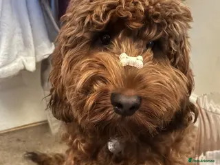 Cockapoo dogs Woody - cockapoo - Advert 1