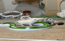 British Shorthair cats for sale: Affectionate lap cats health tested parents  - Image 23