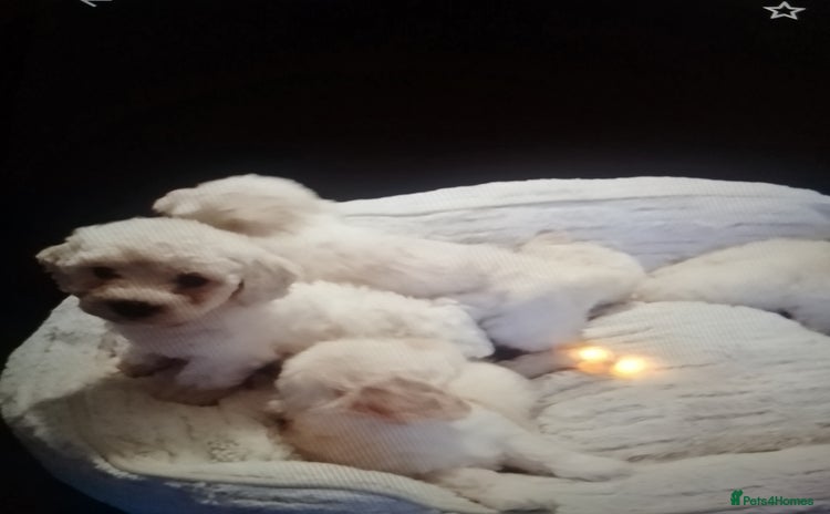 Maltipoo dogs in Tonbridge - Advert 15