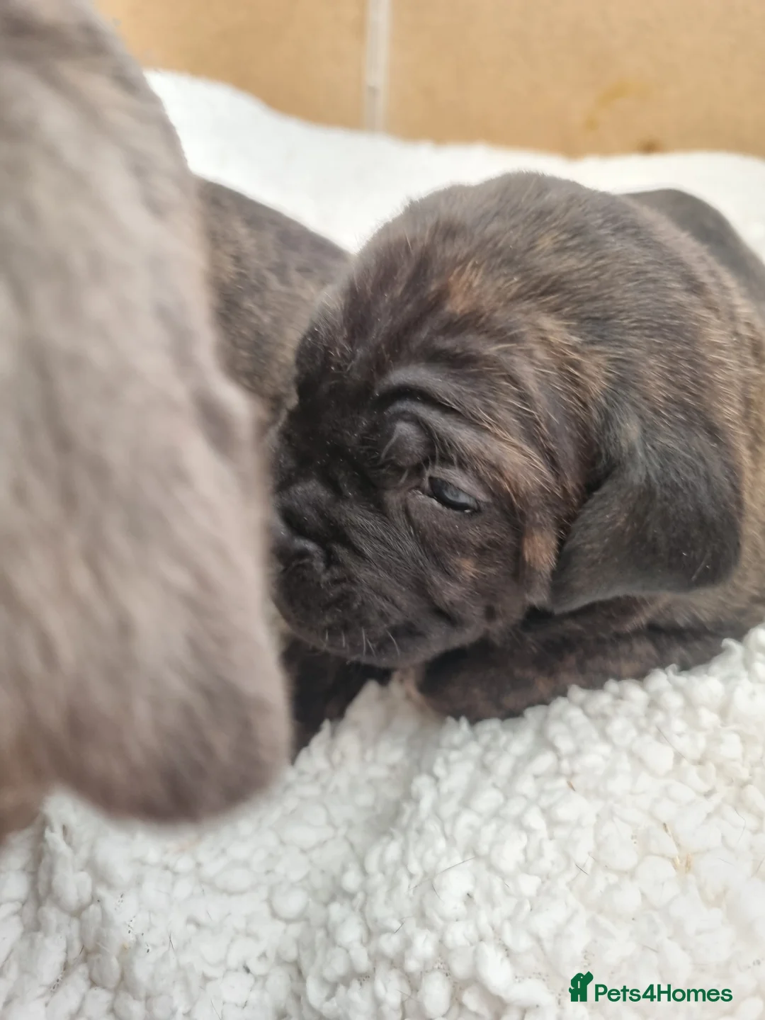 Cane Corso dogs for sale: ITALIAN CANE CORSO  - Advert 7