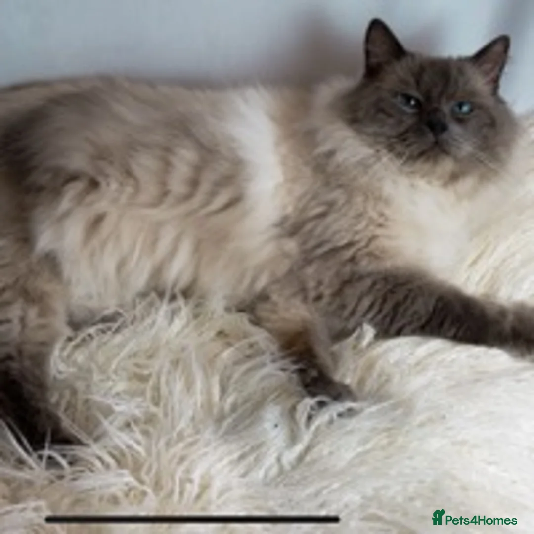 Ragdoll cats for stud: Very large proven ragdoll with available litter in Brighouse - Advert 6