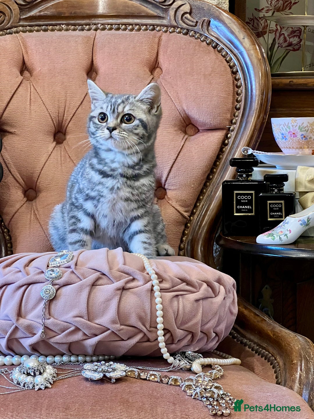 British Shorthair cats for sale: PUREBRED BSH KITTENS - Advert 4