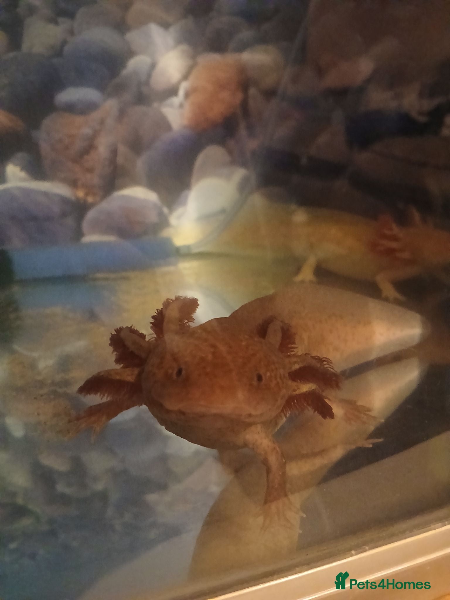 Axolotl reptiles Axolotl  - Advert 1