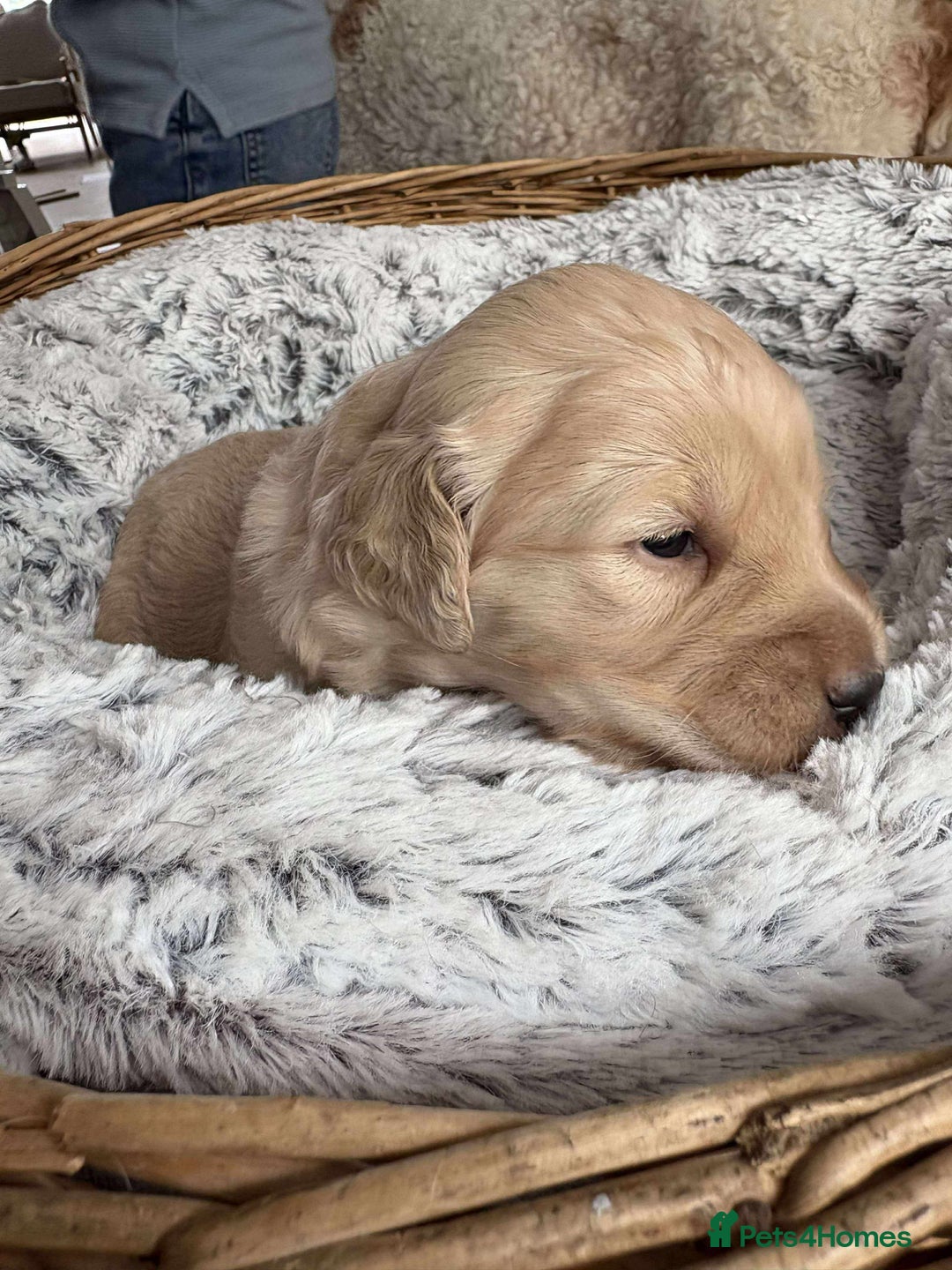 Mixed Breed dogs for sale: Multi generational goldendoodle puppies - Image 22