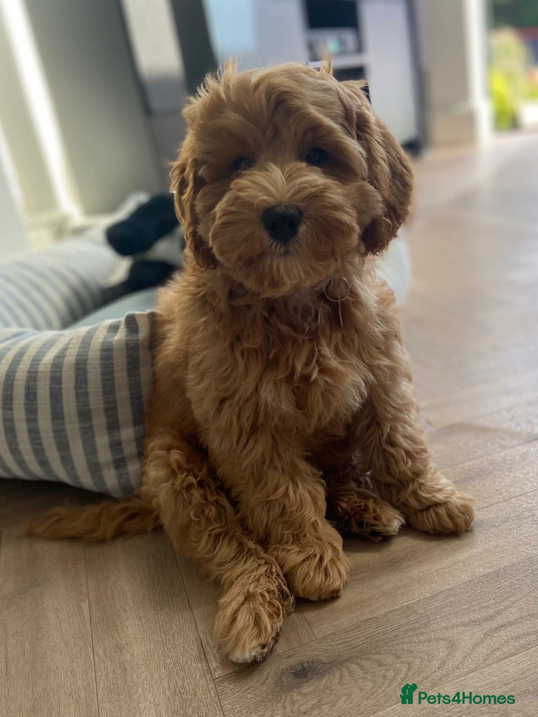 Mixed Breed dogs for sale: Authentic Annetteslabradoodles/Cobberdogs - Advert 23