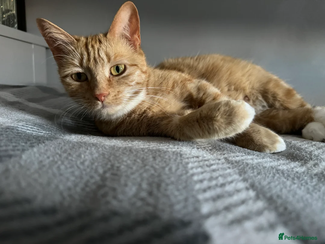 Mixed Breed cats for sale: Gorgeous kittens  - Advert 2