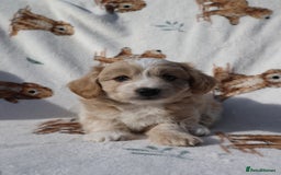 Maltipoo dogs for sale: Beautiful Maltipoo Babies - Image 4