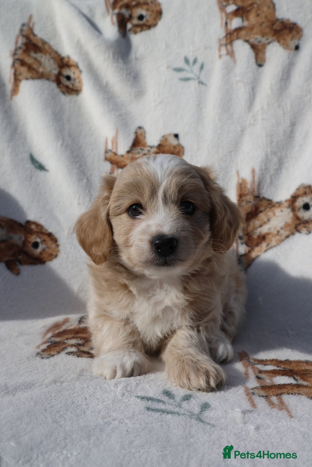Maltipoo dogs for sale: Beautiful Maltipoo Babies - Image 4