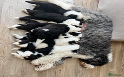 Sheepadoodle dogs for sale: Sheepadoodle Puppies -4 Female, 3 Male - Image 1