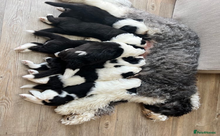 Sheepadoodle dogs - Advert 1