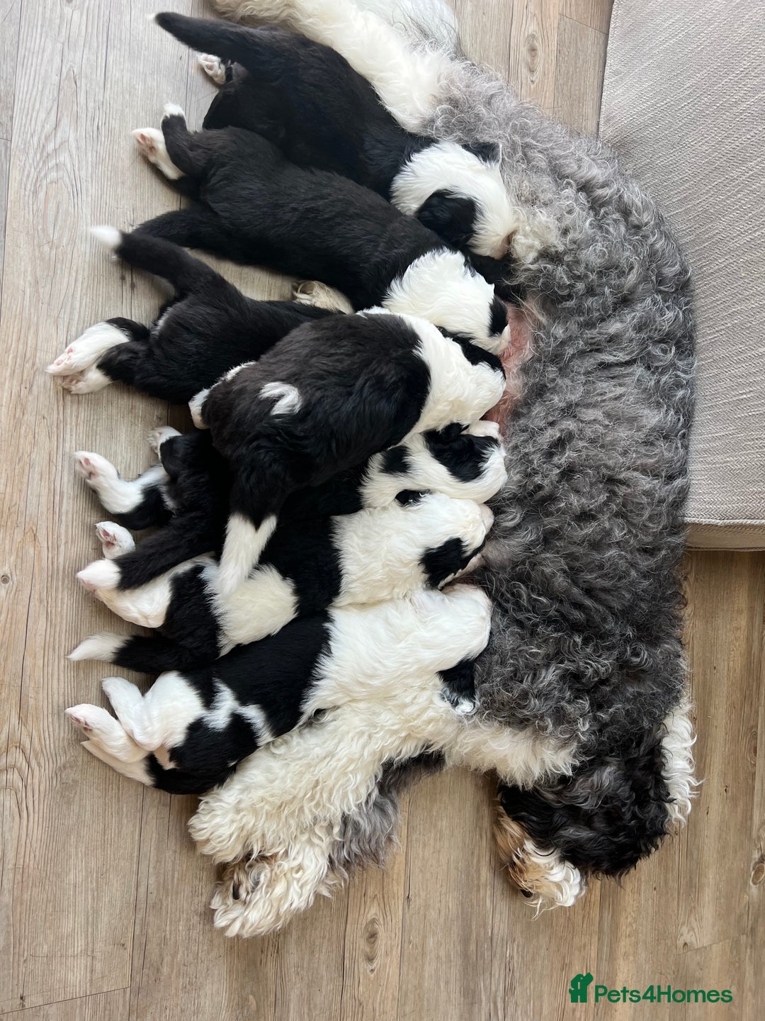Sheepadoodle dogs for sale: Sheepadoodle Puppies -4 Female, 3 Male - Image 1