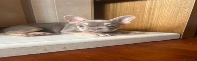 French Bulldog 3