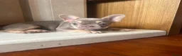 French Bulldog dogs for sale: French bull dog puppies in Manchester - Advert 11