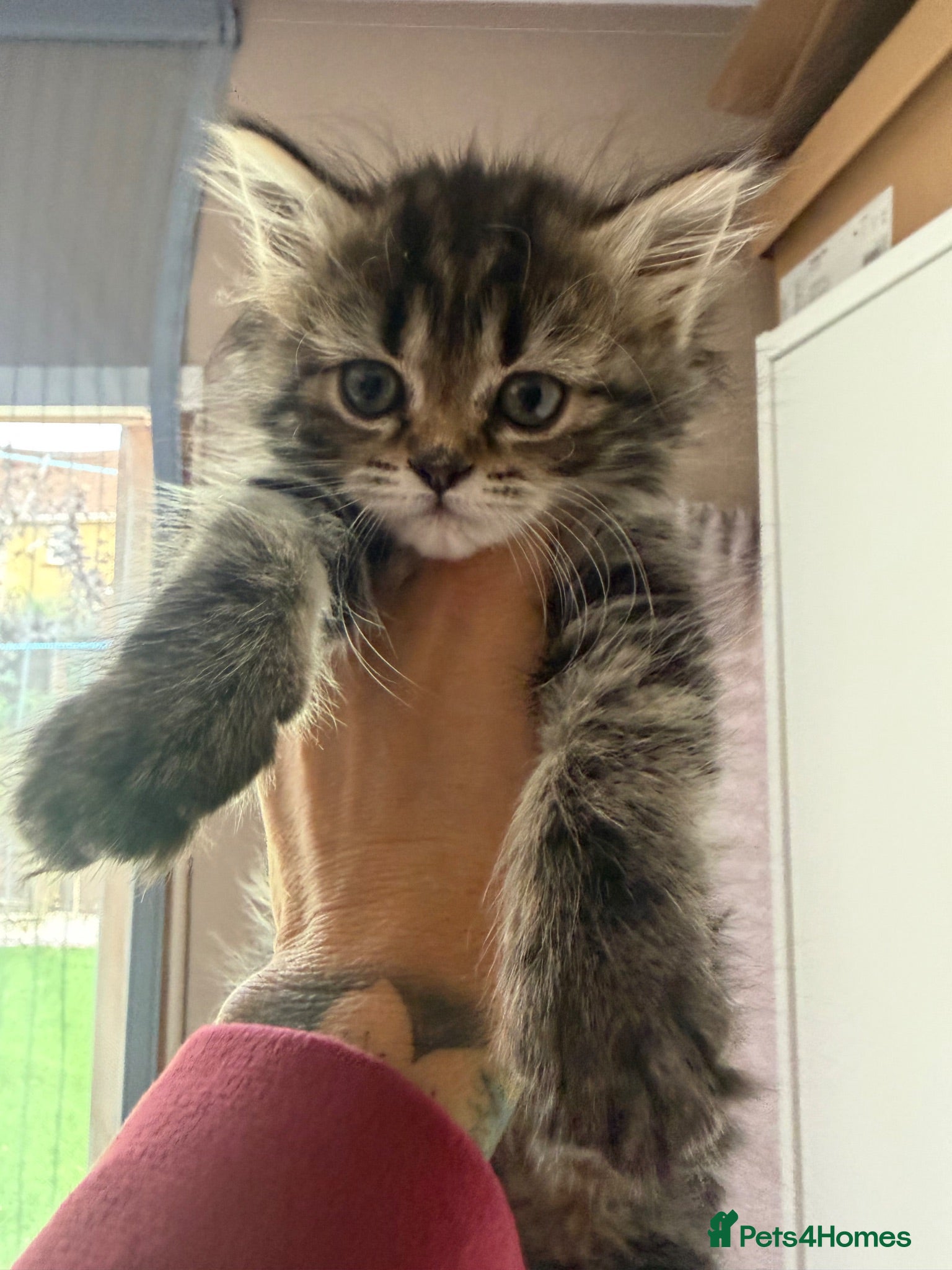 Maine Coon cats Just 1 girl now Persian cross Maine coon kittens - Advert 3