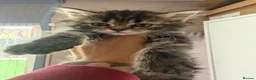 Maine Coon cats for sale: Just 1 girl now Persian cross Maine coon kittens - Advert 1