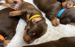 Dachshund dogs for sale: Dacshund puppies - Image 9