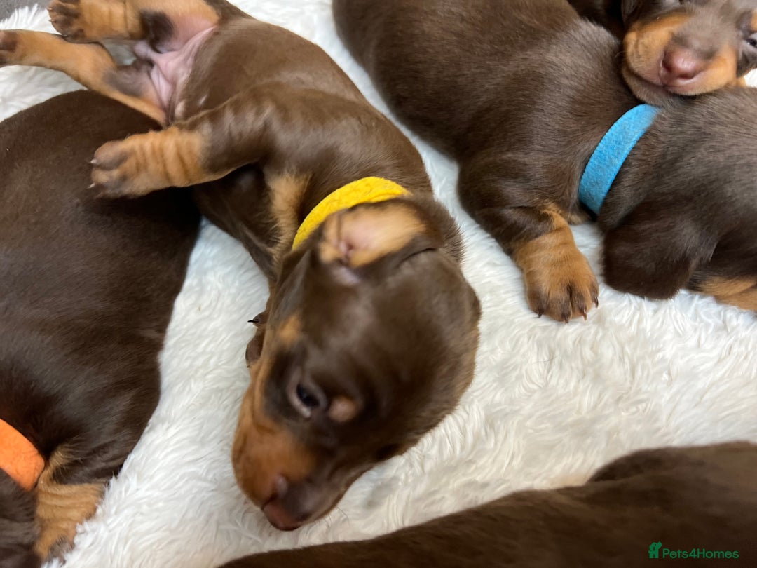 Dachshund dogs for sale: Dacshund puppies - Image 9