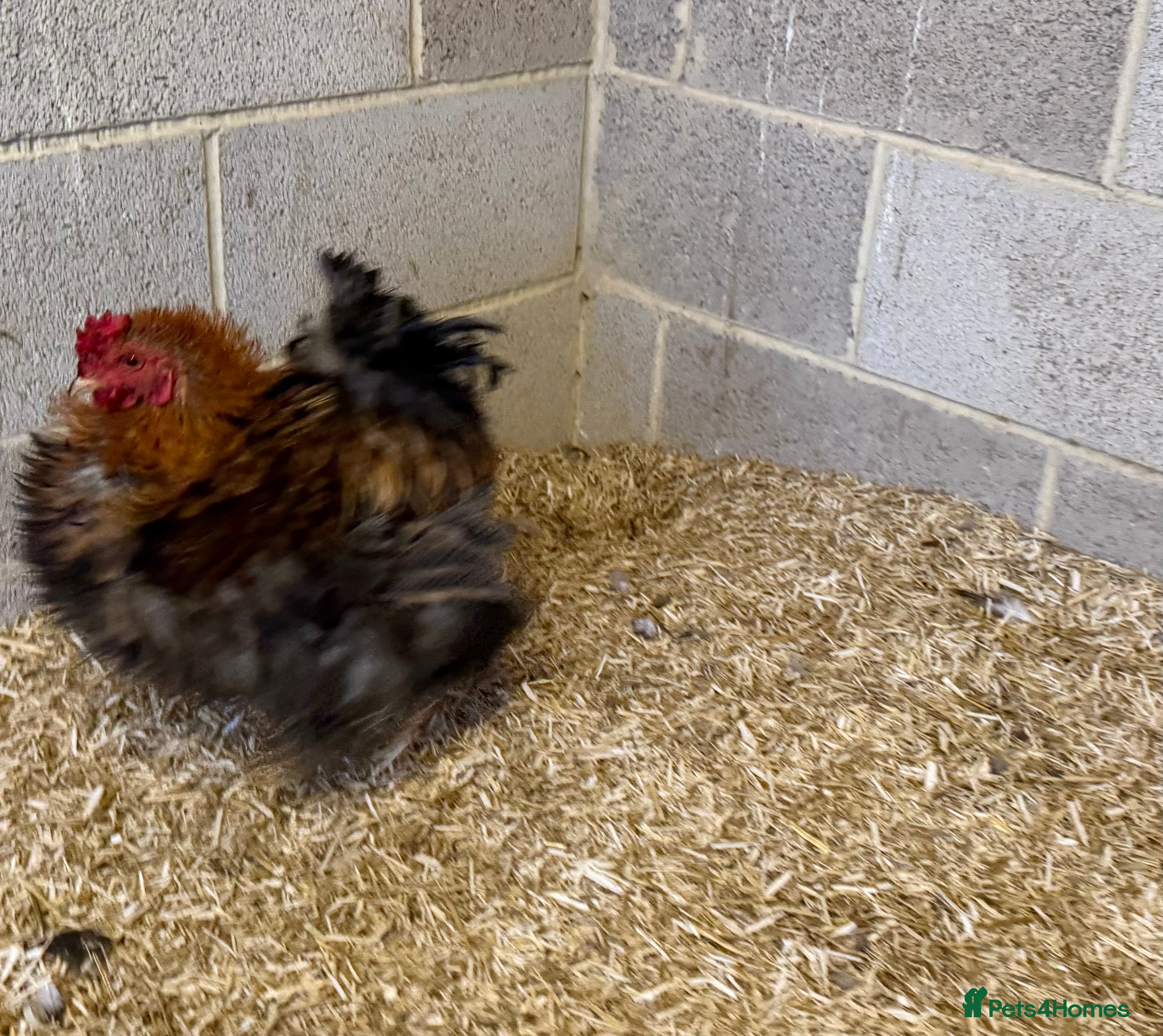 Hens poultry Cockerel frizzle - Advert 4