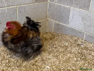 Hens poultry Cockerel frizzle - Advert 4