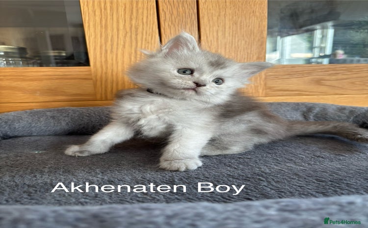 Maine Coon cats - Advert 13