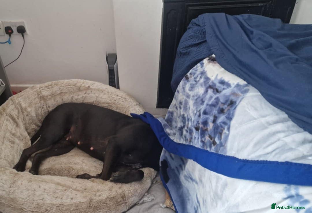 American Bulldog dogs for sale: Two loving dogs available due to medical issues - Advert 11