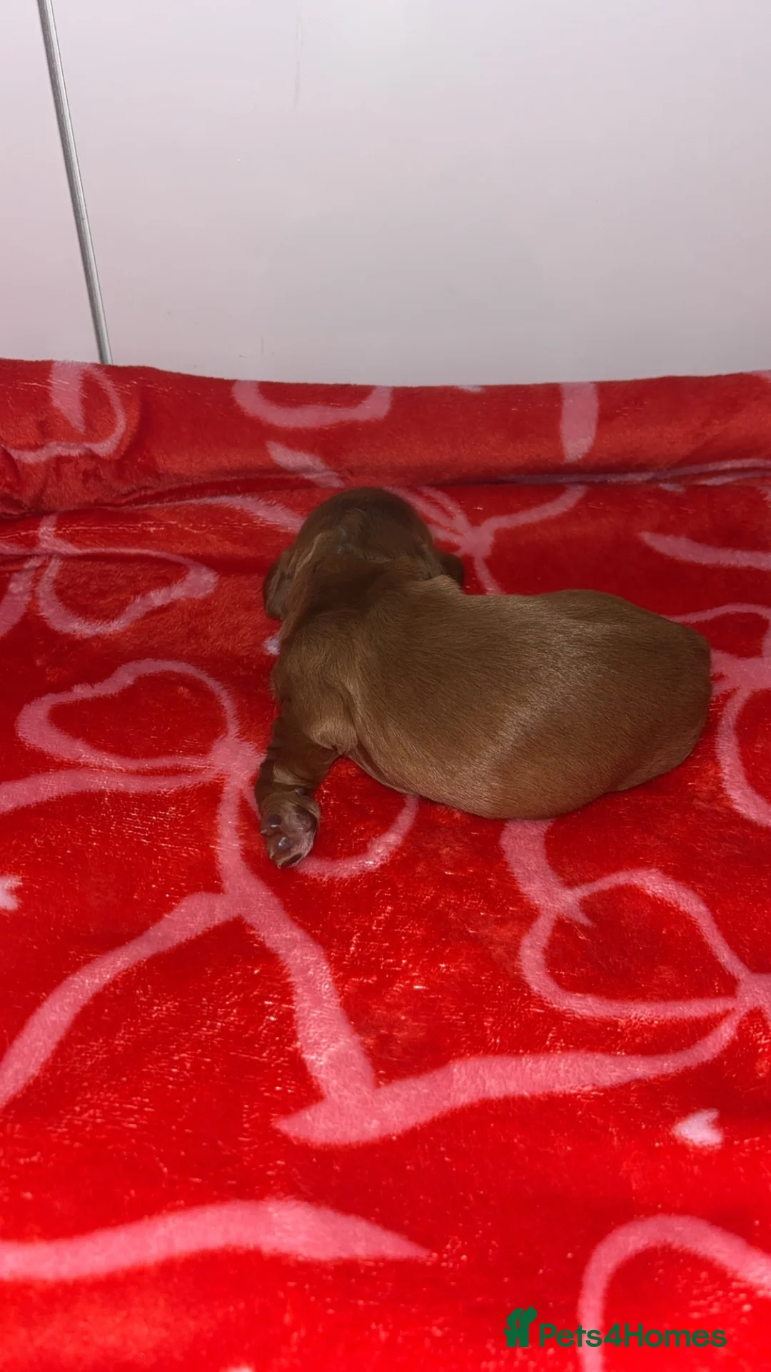 Cocker Spaniel dogs for sale: 4 working cocker spaniel males  - Advert 12