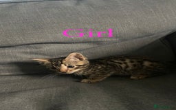 British Shorthair cats for sale: Beautiful kittens - Image 4
