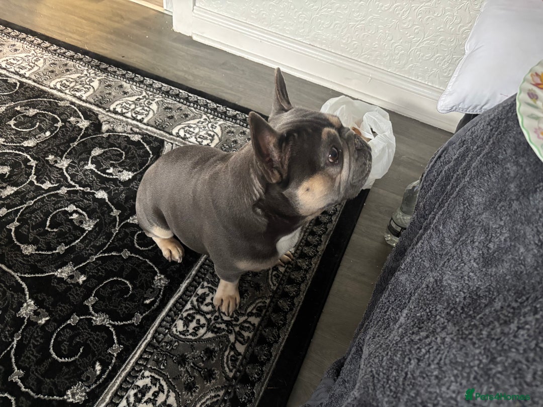 French Bulldog dogs for stud: Meet buddy a lilac frenchie looking for a bitch  - Image 7