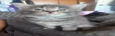 Maine Coon 2