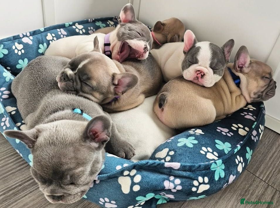 French Bulldog dogs Awesome Family-raised French bulldog puppies - Advert 4