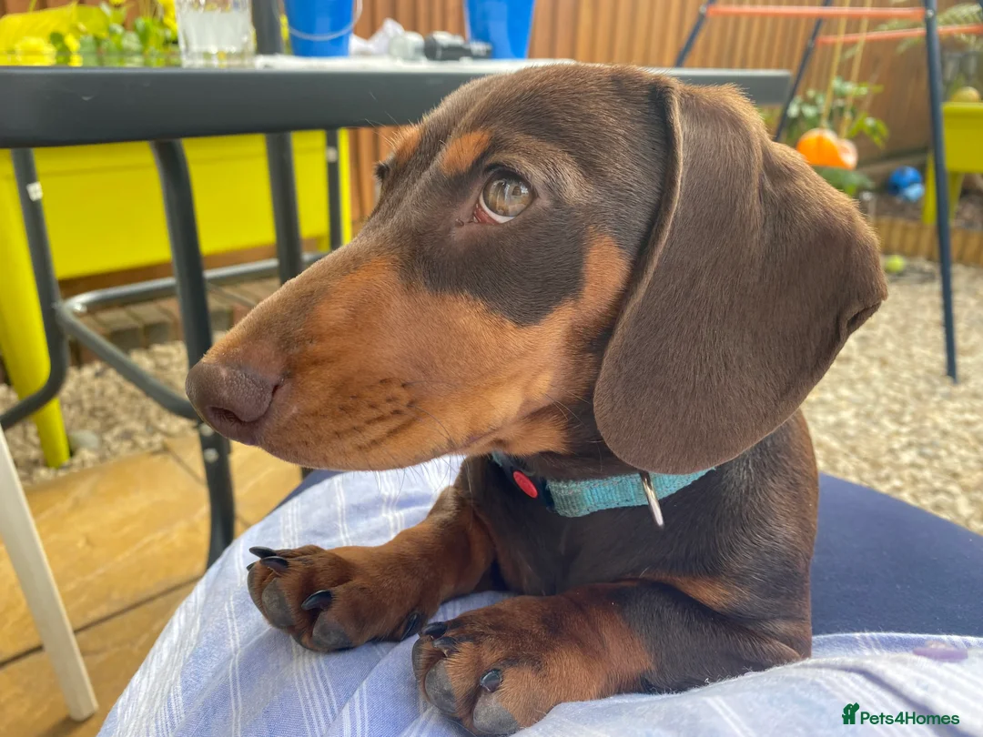 Miniature Dachshund dogs for stud: PROVEN MINIATURE DACHSHUND STUD in Faringdon - Advert 7